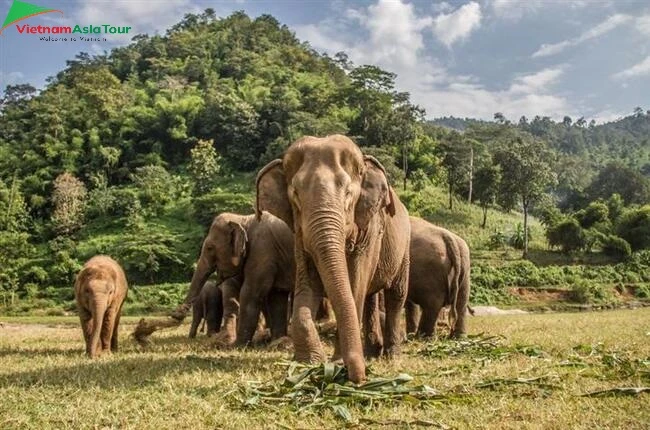 Símbolo Nacional – los Elefantes Tailandia