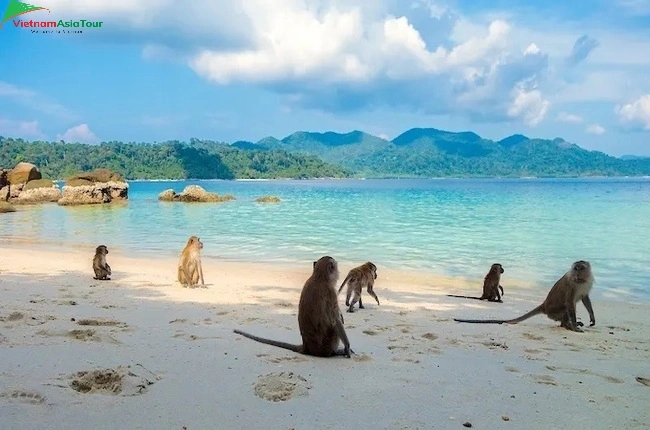 Actividades en la playa de los monos