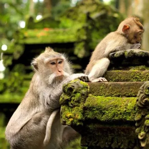 Bali - Visita la ciudad