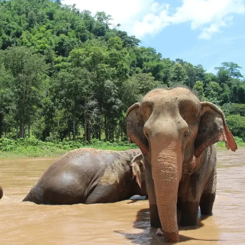 Chiang Mai - Santuario de Elefantes