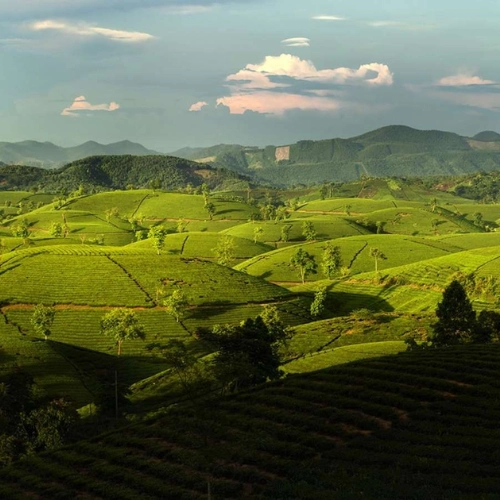 Hanoi - Colina de té - Nghia Lo