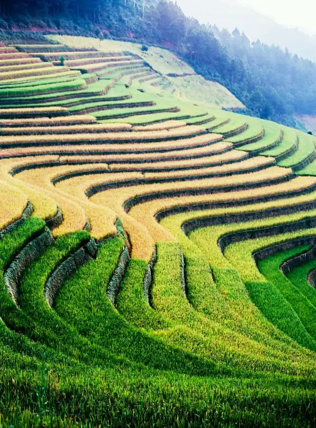 Exploración de los arrozales del norte Vietnam