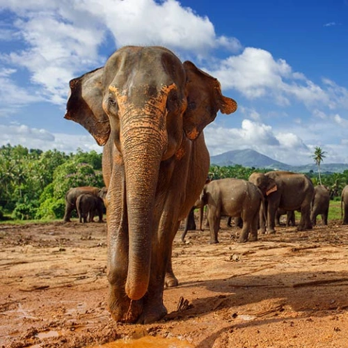 Kandy - Millenium elephant foundation - Peradeniya
