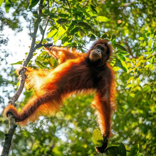 Visita de Orangutanes en Bukit Lawang