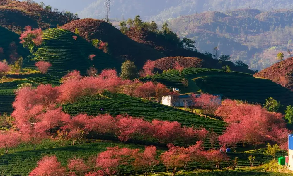 Sapa - En primavera