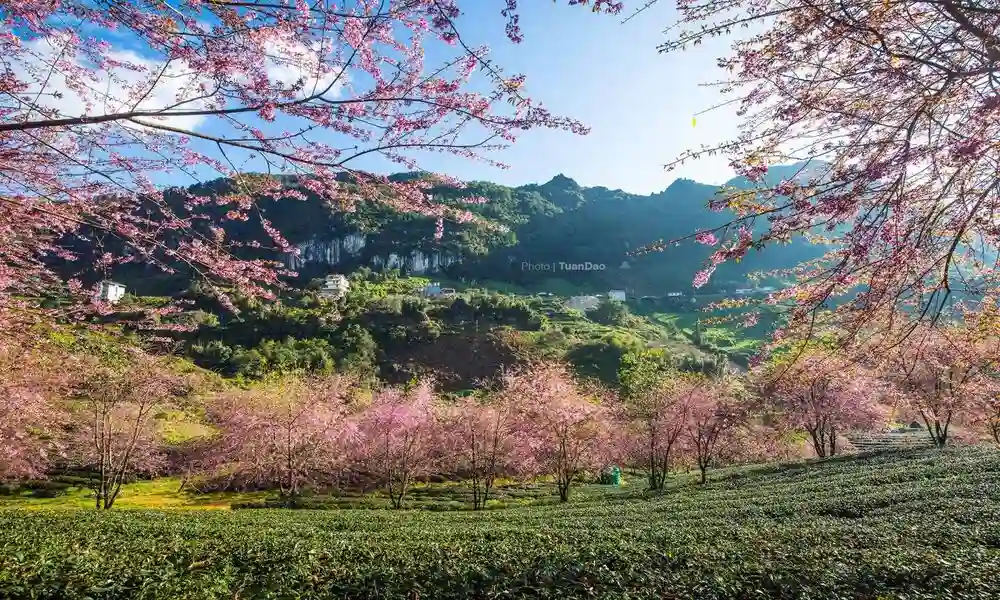 Sapa en primavera