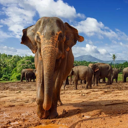Kandy - Millennium Elephant Foundation - Peradeniya