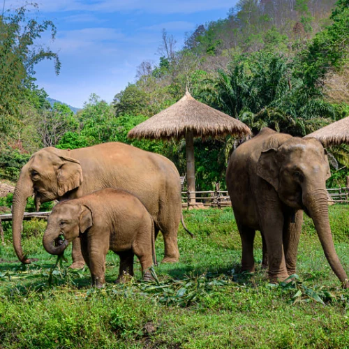 Chiang Mai - Santuario de Elefantes