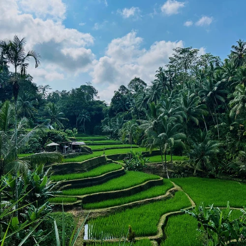 Ubud - Día libre