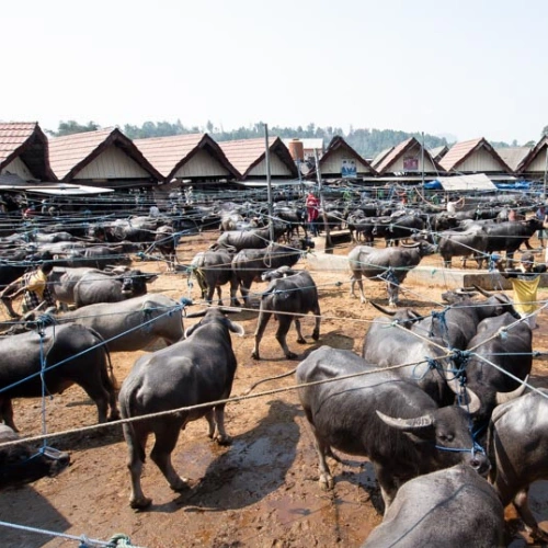 Makassar - Vuelo a Toraja - Visita la ciudad