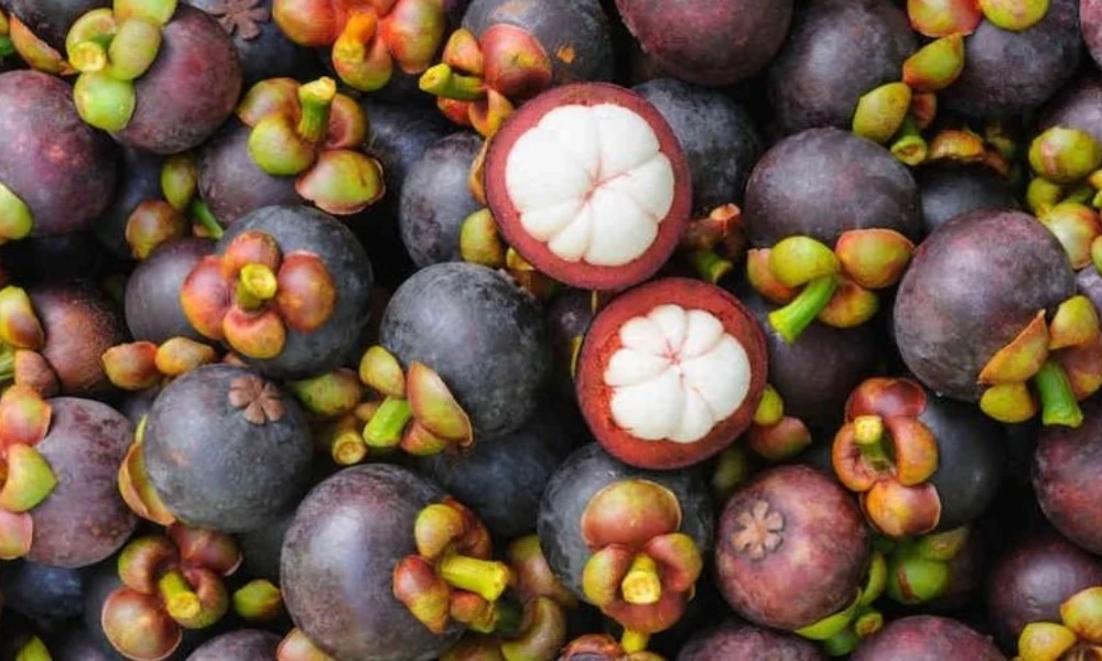 Mangostán