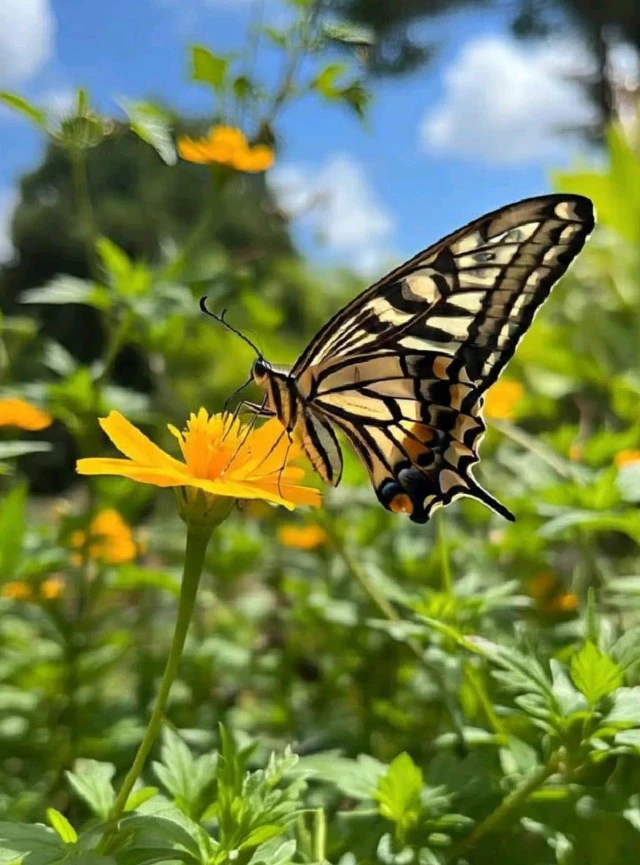 Inicia la temporada de mariposas en el Parque Nacional Cuc Phuong